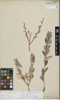 Foto von Salix repens L.